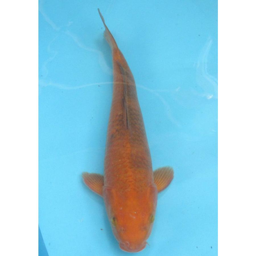 卓抜 錦鯉 No23 浅黄 令和2年産 40cm