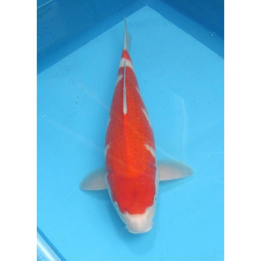 錦鯉 No26 紅白 令和6年産 47cm 錦鯉 : アキカン ヤフー店 - 通販