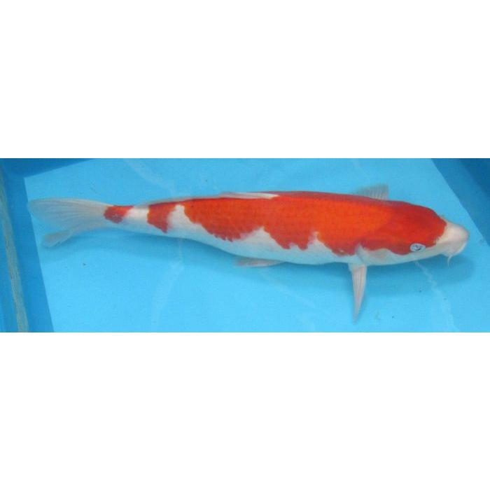 錦鯉　４３ｃｍ 錦鯉 No621 錦錦鯉の稚魚B級品 100尾 令和6年産 5cm前後位 錦鯉 錦鯉