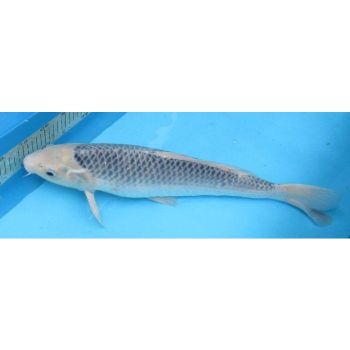 錦鯉 No26 浅黄 令和6年産 50cm 錦鯉 : アキカン ヤフー店 - 通販