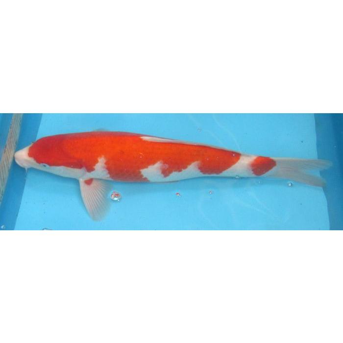 錦鯉 No26 紅白 令和6年産 47cm 錦鯉 : アキカン ヤフー店 - 通販