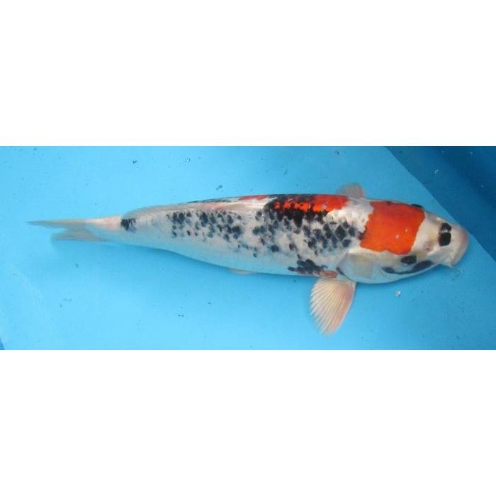 錦鯉 No31 金昭和 令和6年産 46cm : アキカン ヤフー店 - 通販 - Yahoo