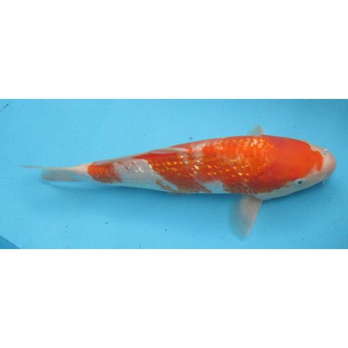錦鯉 No34 銀鱗紅白 令和6年産 42cm : アキカン ヤフー店 - 通販