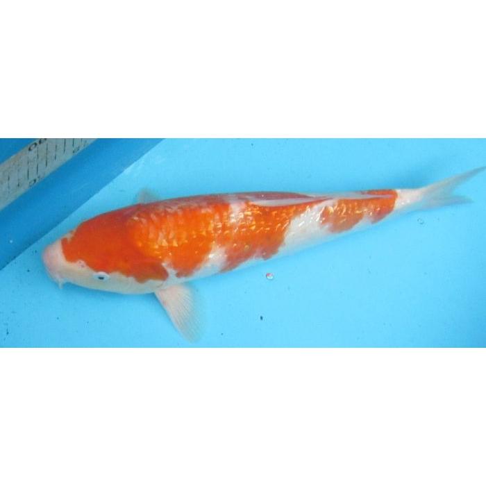 錦鯉 No34 銀鱗紅白 令和6年産 42cm : アキカン ヤフー店 - 通販