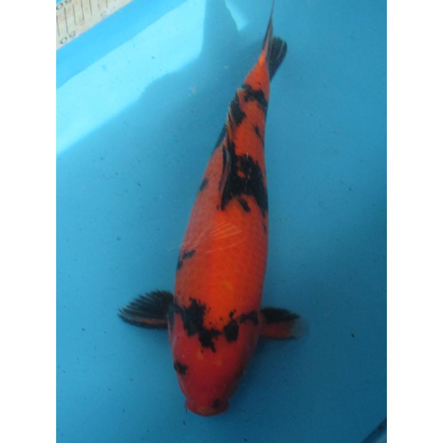 錦鯉49 錦鯉49cm