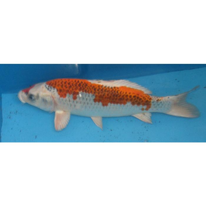 金の鯉 錦鯉 No36 クジャク黄金 令和6年産 36cm 錦鯉 : アキカン ヤフー