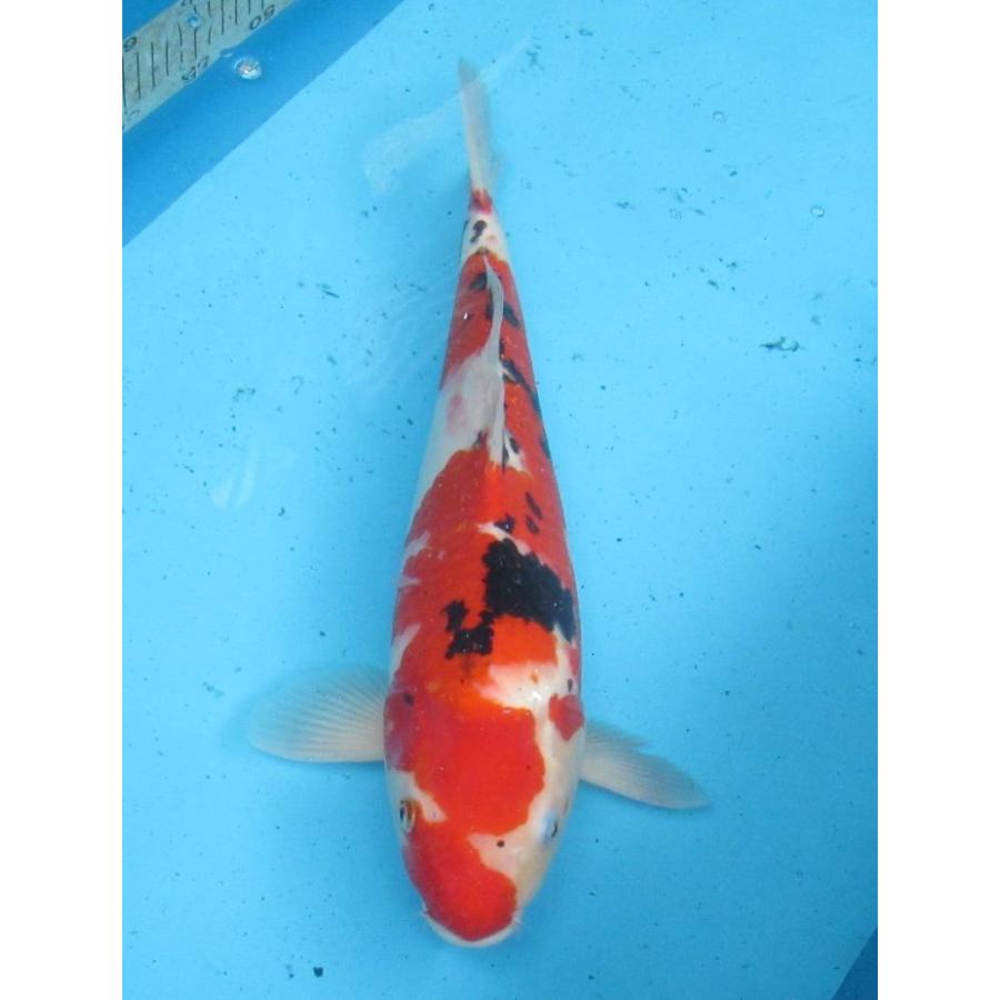 錦鯉 No38 ドイツ空鯉？ 令和6年産 49cm : アキカン ヤフー店 - 通販 