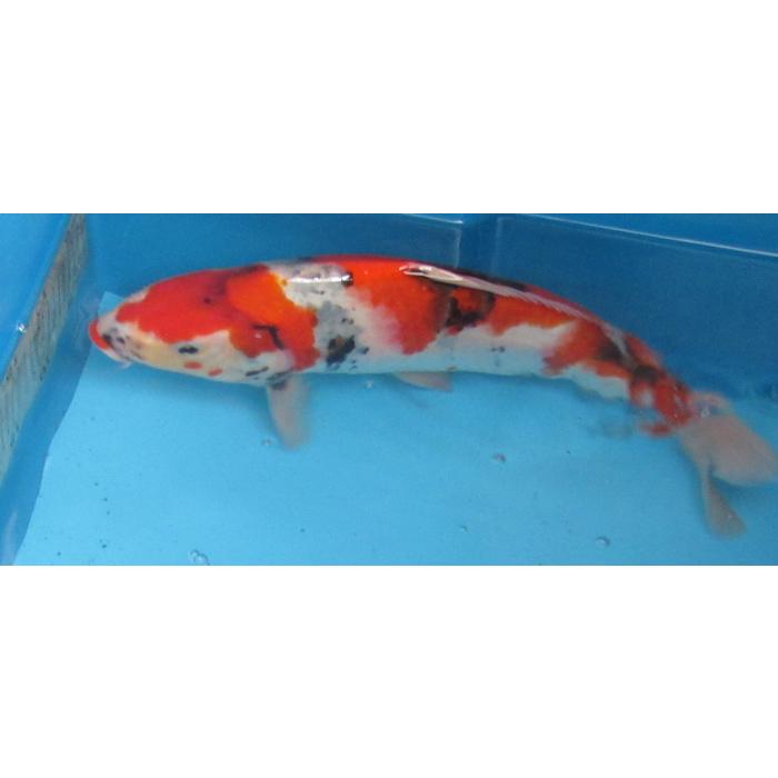 錦鯉 Amazon | （錦鯉）錦鯉ミックス Sサイズ 6～10cm（3匹