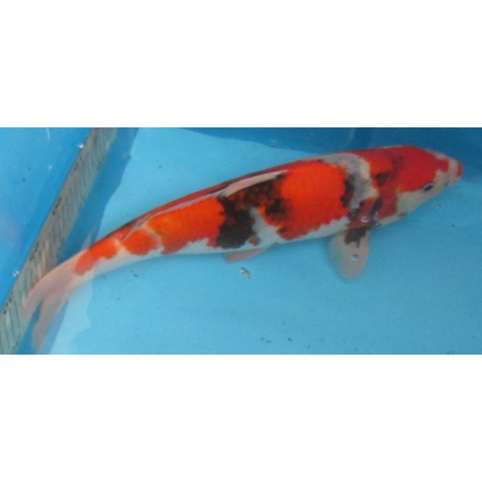 錦鯉 No39 昭和三色 令和6年産 37cm 錦鯉 : アキカン ヤフー店