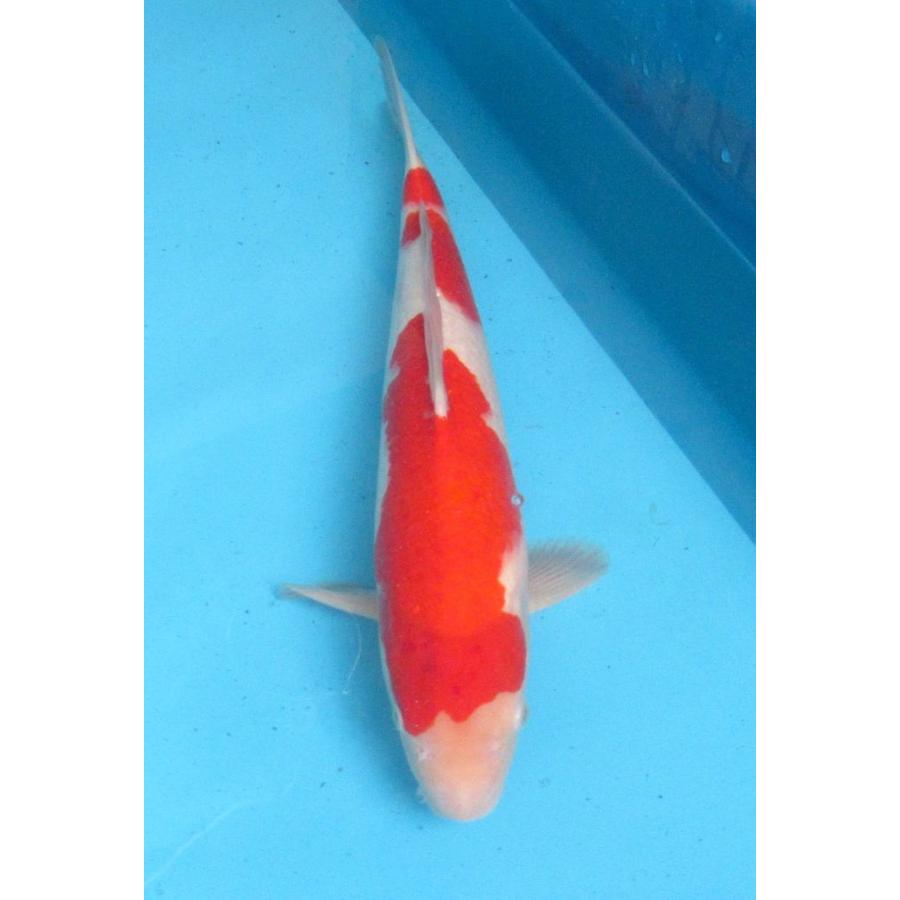 錦鯉 No44 大正三色 令和2年産 47cm 錦鯉 B A081 アキカン ヤフー店 通販 Yahoo ショッピング