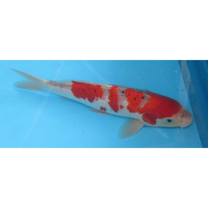 錦鯉 No40 五色 令和6年産 37cm 錦鯉 : アキカン ヤフー店 - 通販