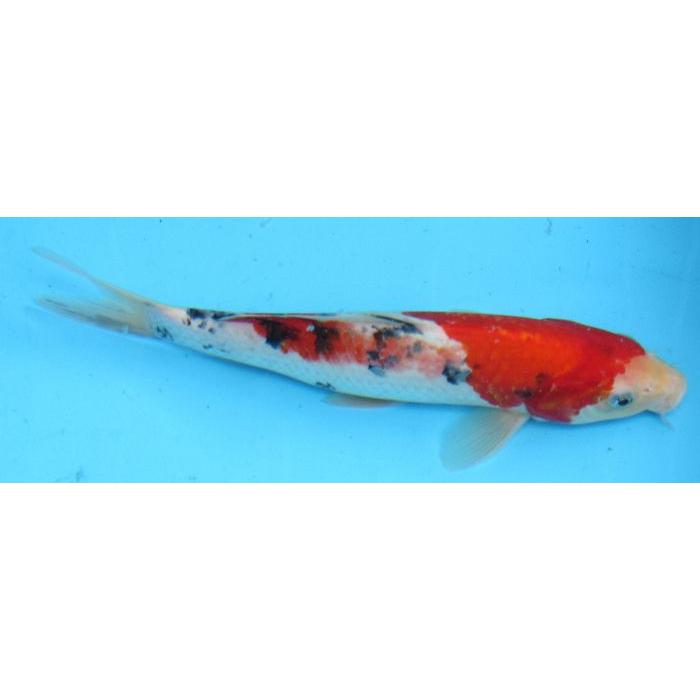 錦鯉 No40 大正三色 令和6年産 30cm 錦鯉 : アキカン ヤフー店 - 通販