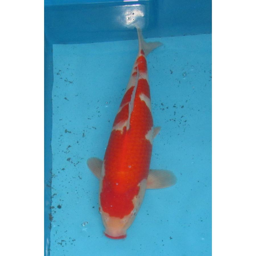 錦鯉４８ｃｍ 錦鯉48cm