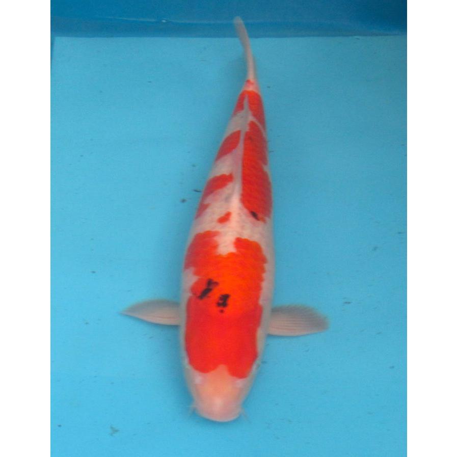 錦鯉 No43 大正三色 令和6年産 49cm 錦鯉 : アキカン ヤフー店 - 通販