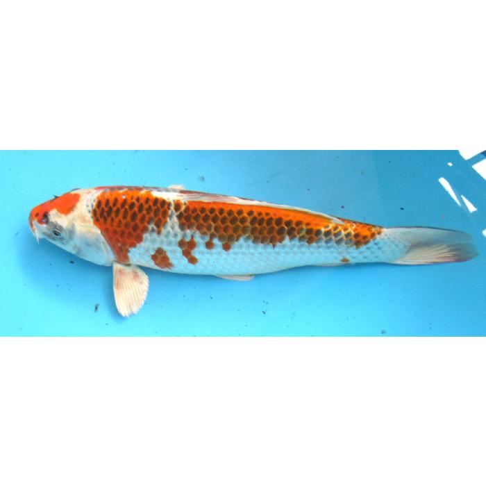 鯉鋳物 Amazon.co.jp: ZIPPO(ジッポー) ライター シルバー 電鋳板 鯉 和