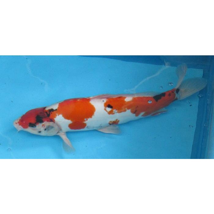 錦鯉 錦鯉 No47 ドイツ昭和 令和6年産 39cm 錦鯉 : アキカン ヤフー店