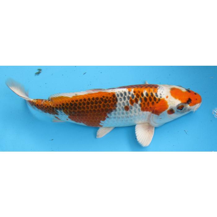 鯉 錦鯉販売 錦鯉通販 錦鯉ネット販売 立て鯉 こがね落葉 44cm BNY