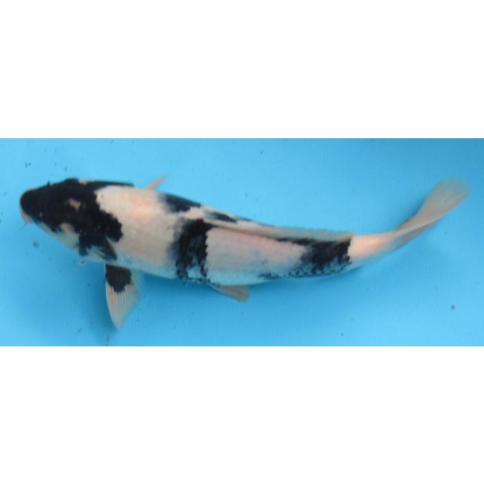 錦鯉 akikan_b-a019