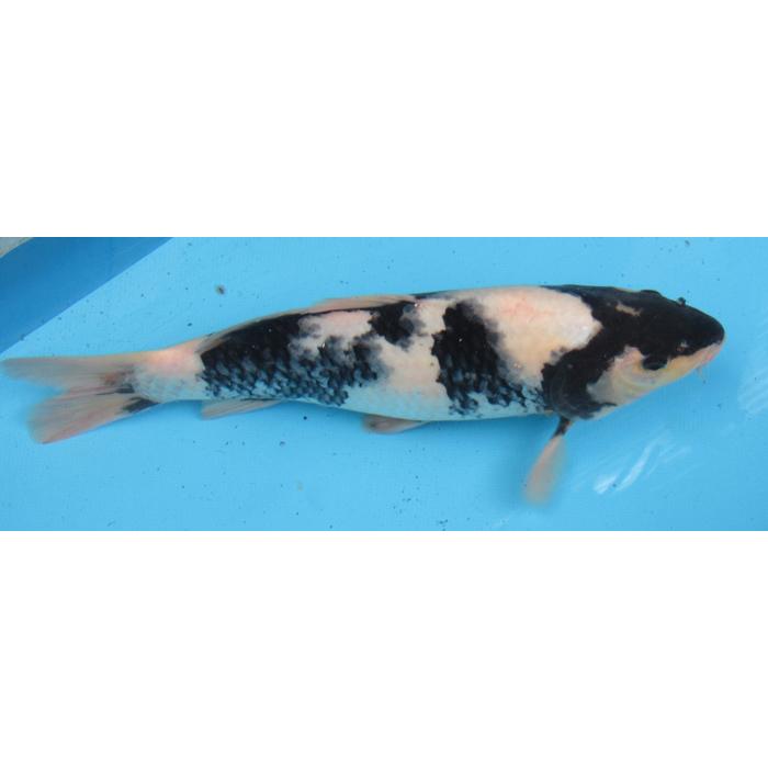 ナンシー ガン、「鯉魚」、★極希少画集★、新品高級額・額装付 ナンシー ガン、「鯉魚」、☆極希少画集☆、新品高級額・額装付