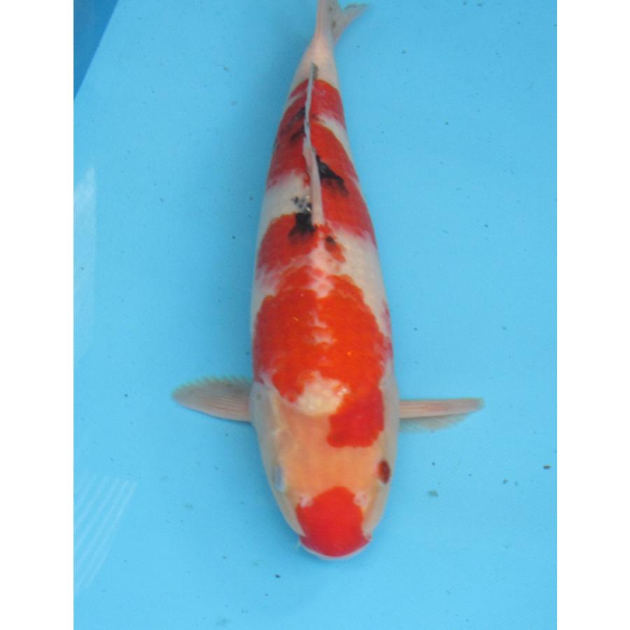 錦鯉　４３ｃｍ 錦鯉 43cm