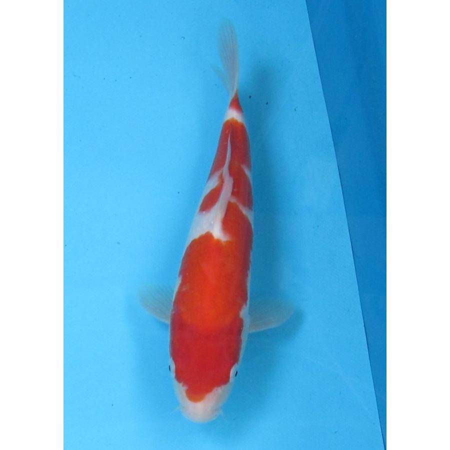 錦鯉 No06 仙助紅白上物 令和6年産43cm 生産証明書付き 錦鯉 