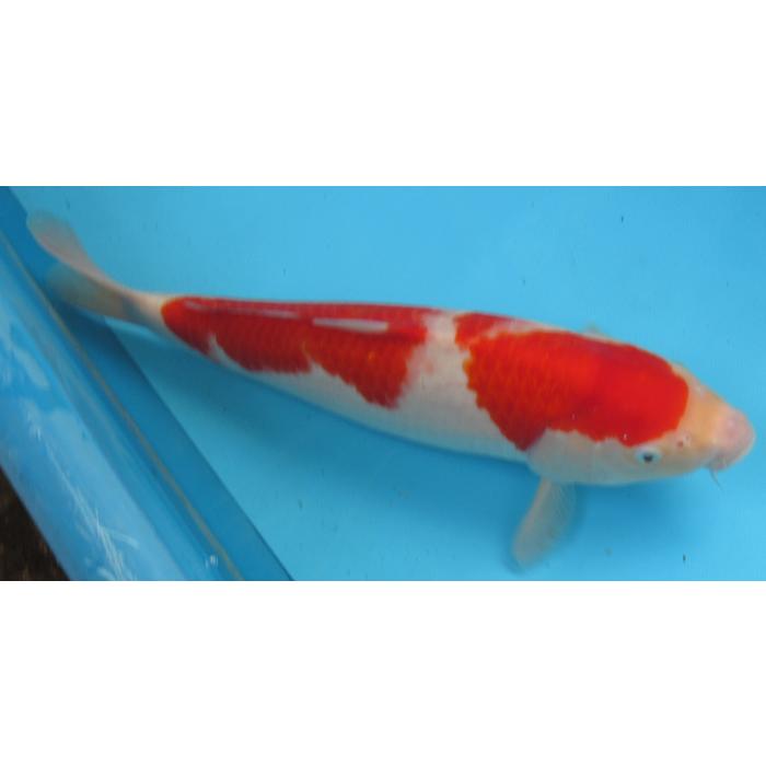錦鯉 No06 仙助紅白上物 令和6年産43cm 生産証明書付き 錦鯉 