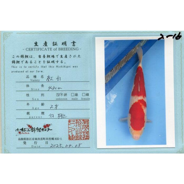 錦鯉 No06 仙助紅白上物 令和6年産43cm 生産証明書付き 錦鯉 