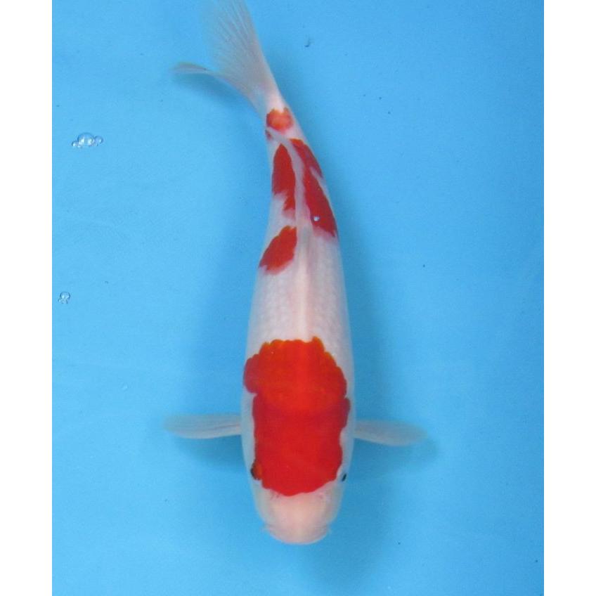 錦鯉 No01 仙助紅白上物 令和6年産38cm 生産証明書付き 錦鯉 