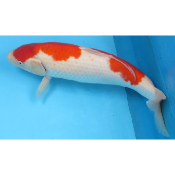 錦鯉　No14　仙助紅白上物　令和6年産44cm　生産証明書付き 　錦鯉