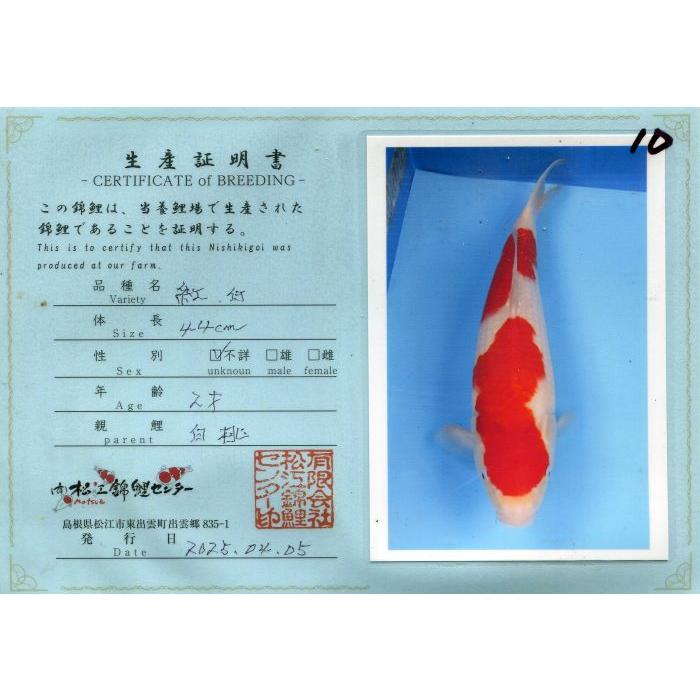 錦鯉　No14　仙助紅白上物　令和6年産44cm　生産証明書付き 　錦鯉