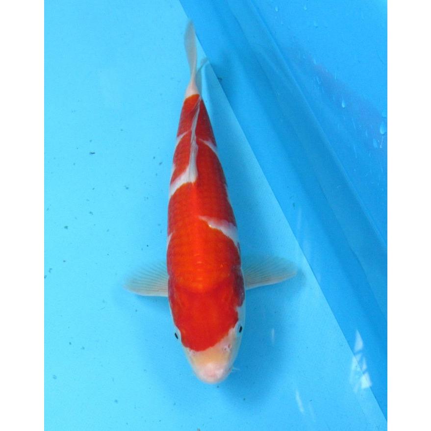 錦鯉 No15 仙助紅白 令和7年産31cm 生産証明書付き 沖縄・離島には送れ 錦鯉　紅白