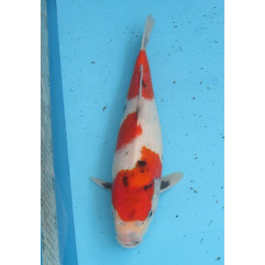 錦鯉 No59 昭和三色 令和6年産 32cm 錦鯉 : アキカン ヤフー店 - 通販