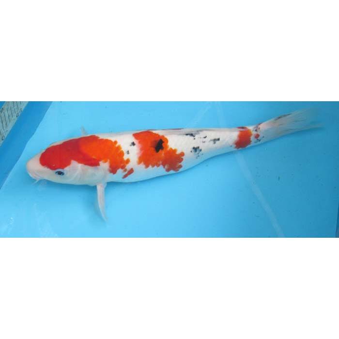 錦鯉 No59 大正三色 令和6年産 44cm 錦鯉 : アキカン ヤフー店 - 通販