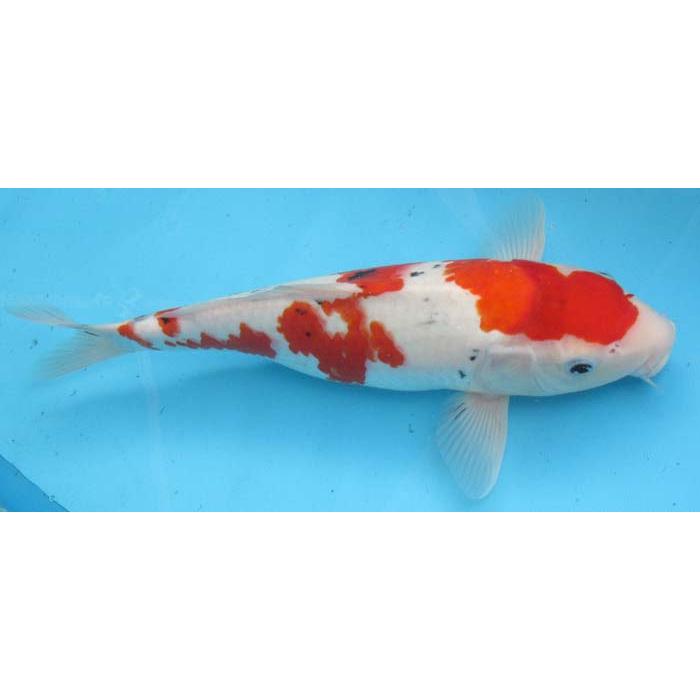 錦鯉 No59 大正三色 令和6年産 44cm 錦鯉 : アキカン ヤフー店 - 通販