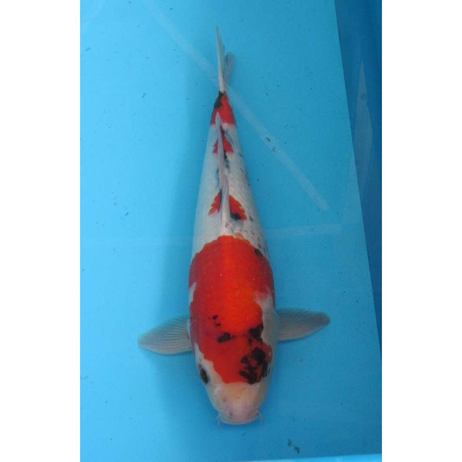 錦鯉 No67 昭和三色 令和6年産 38cm 錦鯉 : アキカン ヤフー店 - 通販