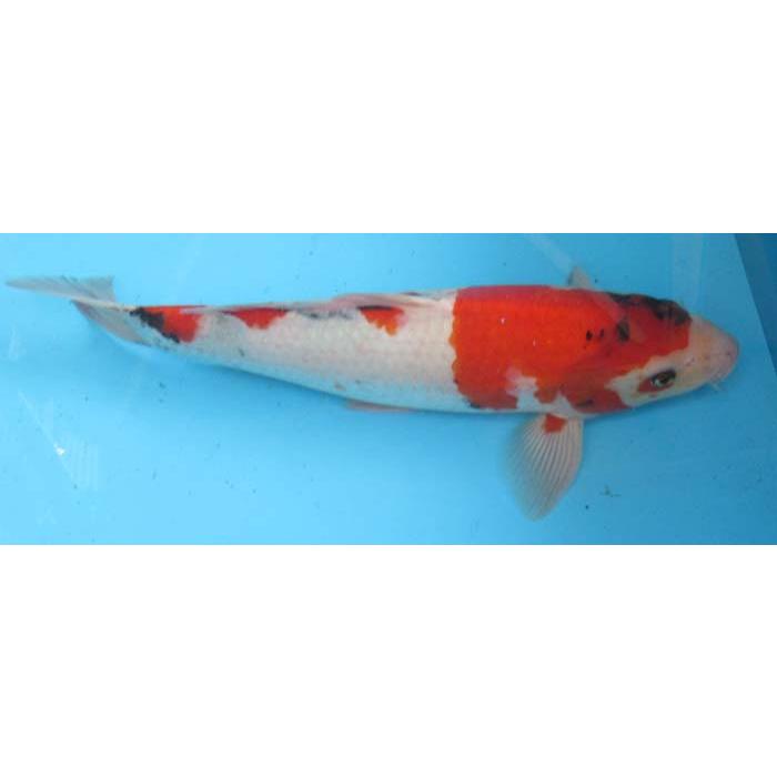 錦鯉 No67 昭和三色 令和6年産 38cm 錦鯉 : アキカン ヤフー店 - 通販