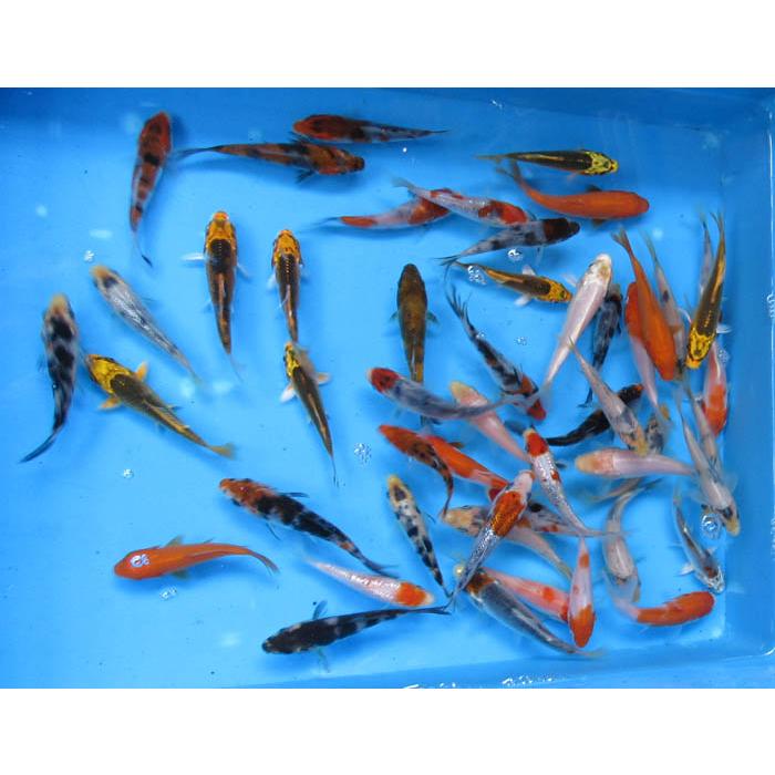 錦鯉 No621 錦錦鯉の稚魚B級品 100尾 令和6年産 5cm前後位 錦鯉 錦鯉 No621 錦錦鯉の稚魚B級品 100尾 令和6年産 5cm前後位 錦鯉