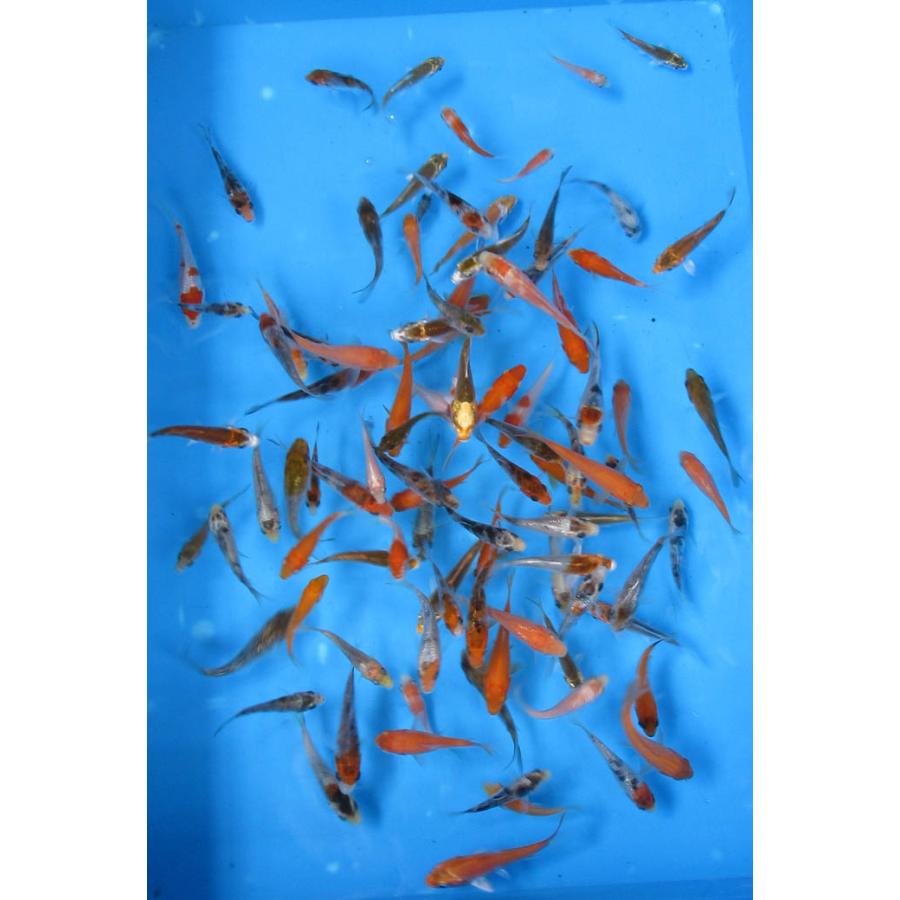 錦鯉 No621 錦錦鯉の稚魚B級品 100尾 令和6年産 5cm前後位 錦鯉 錦鯉 : アキカン ヤフー店 - 通販 - Yahoo!ショッピング 錦鯉 No621 錦錦鯉の稚魚B級品 100尾 令和6年産 5cm前後位 錦鯉 錦鯉 : アキカン ヤフー店 - 通販 - Yahoo!ショッピング
