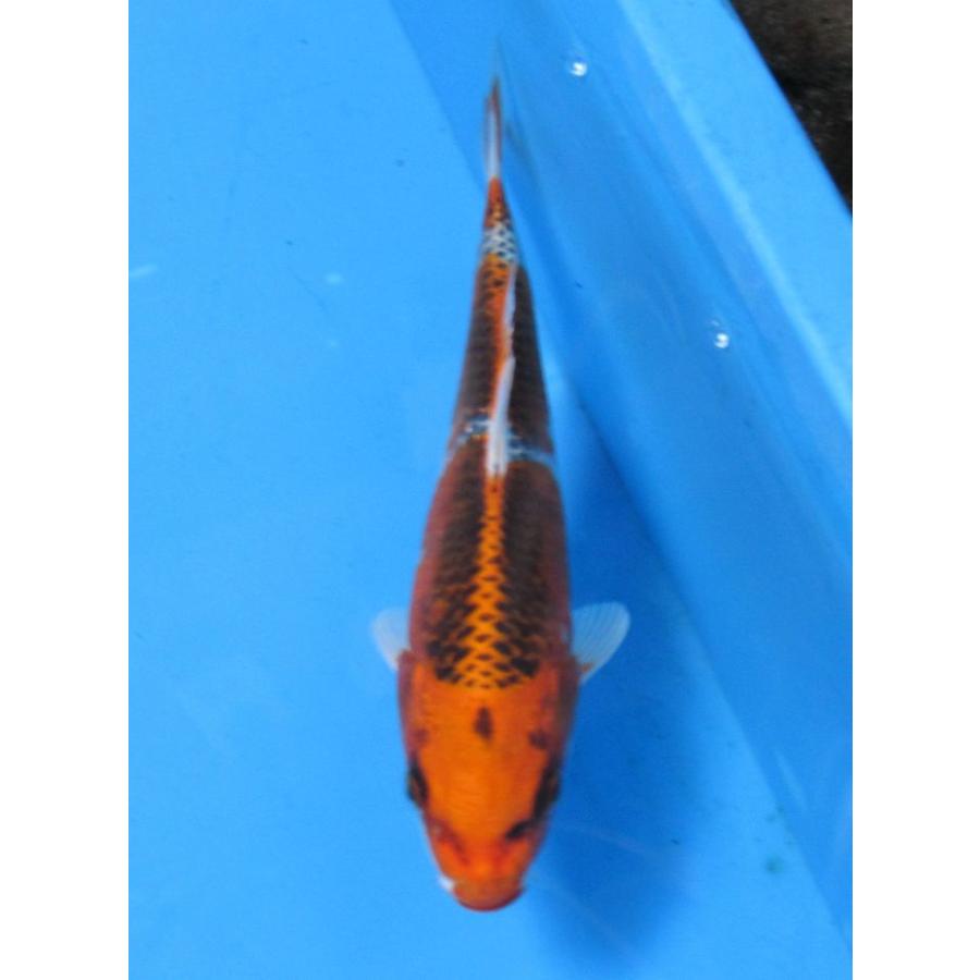 錦鯉 No403 菊水 令和3年産 19cm 錦鯉 B 07 アキカン ヤフー店 通販 Yahoo ショッピング