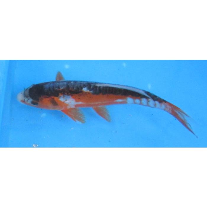 錦鯉 No407 秋水 令和5年産 21cm : アキカン ヤフー店 - 通販 錦鯉 No407 秋水 令和5年産 21cm : アキカン ヤフー店 - 通販