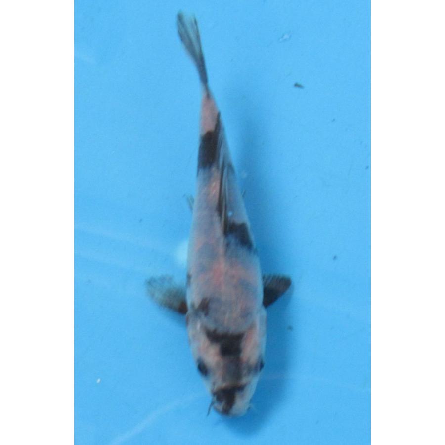 錦鯉 No426 菊水 令和3年産 15cm 錦鯉 B 48 アキカン ヤフー店 通販 Yahoo ショッピング