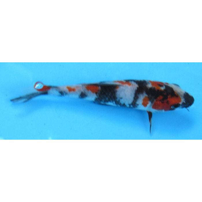 錦鯉 No428 昭和三色 令和7年産 14cm 錦鯉 : アキカン ヤフー店 - 通販