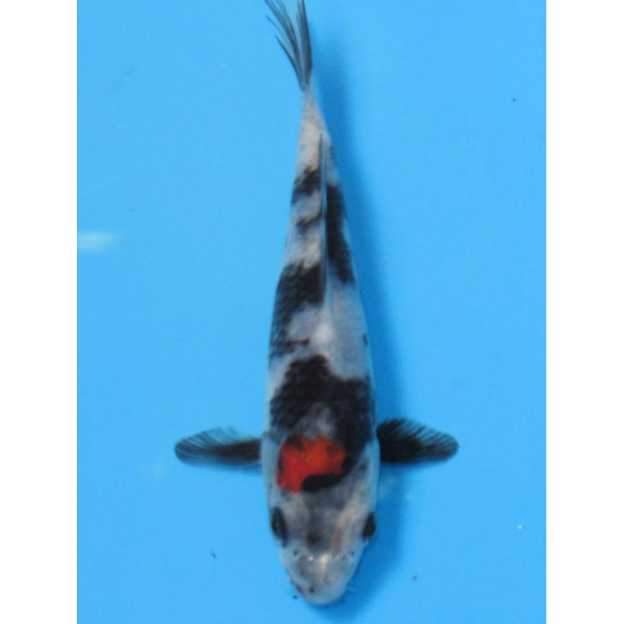 錦鯉 No454 昭和三色 令和7年産 19cm 錦鯉 : アキカン ヤフー店 - 通販
