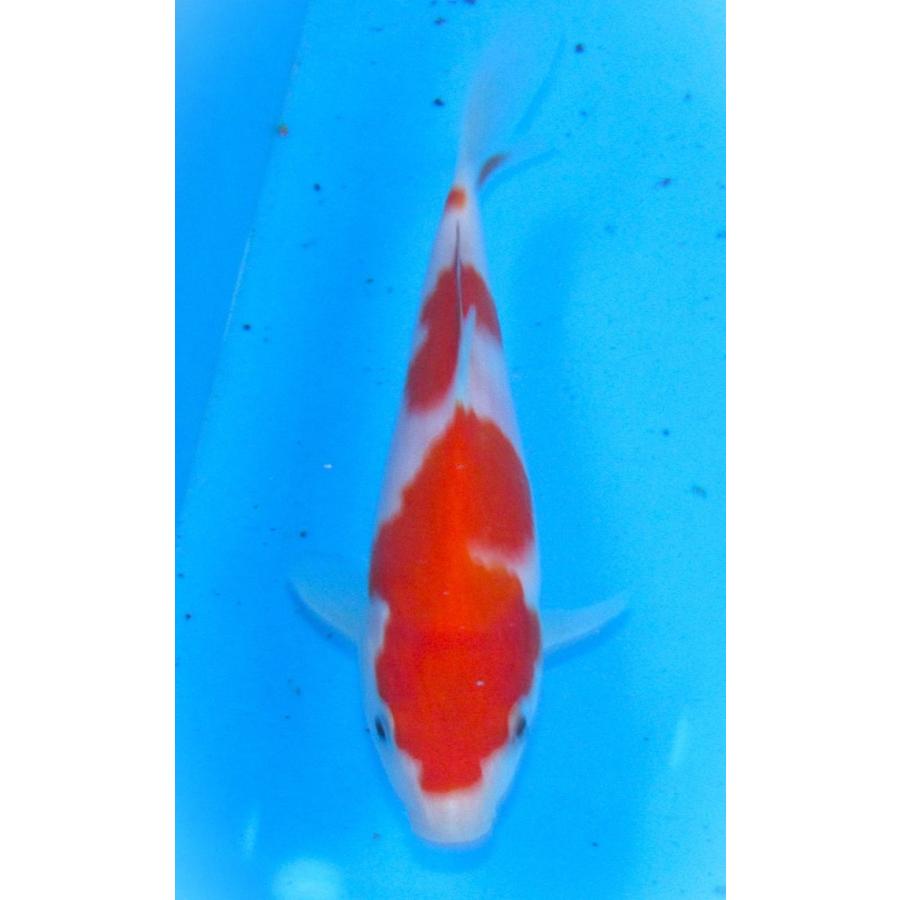 錦鯉 No456 紅白 令和7年産 18cm 錦鯉 : アキカン ヤフー店 - 通販
