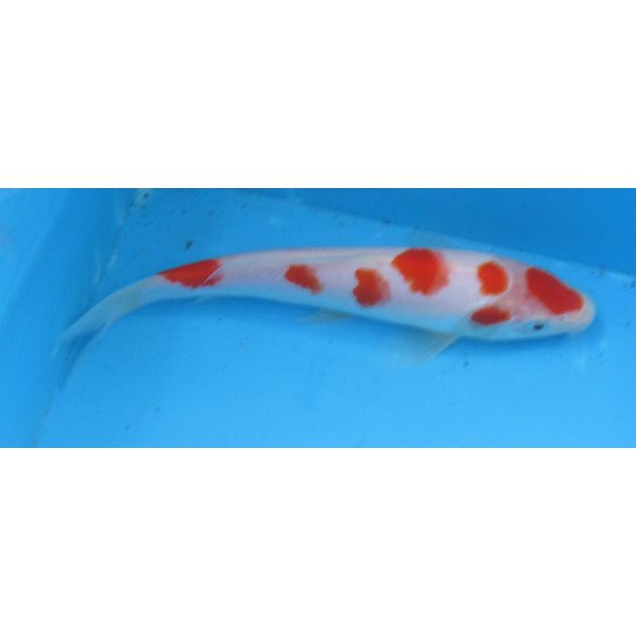 錦鯉 No465 紅白 令和5年産 20cm 錦鯉 : アキカン ヤフー店 錦鯉 No465 紅白 令和5年産 20cm 錦鯉 : アキカン ヤフー店