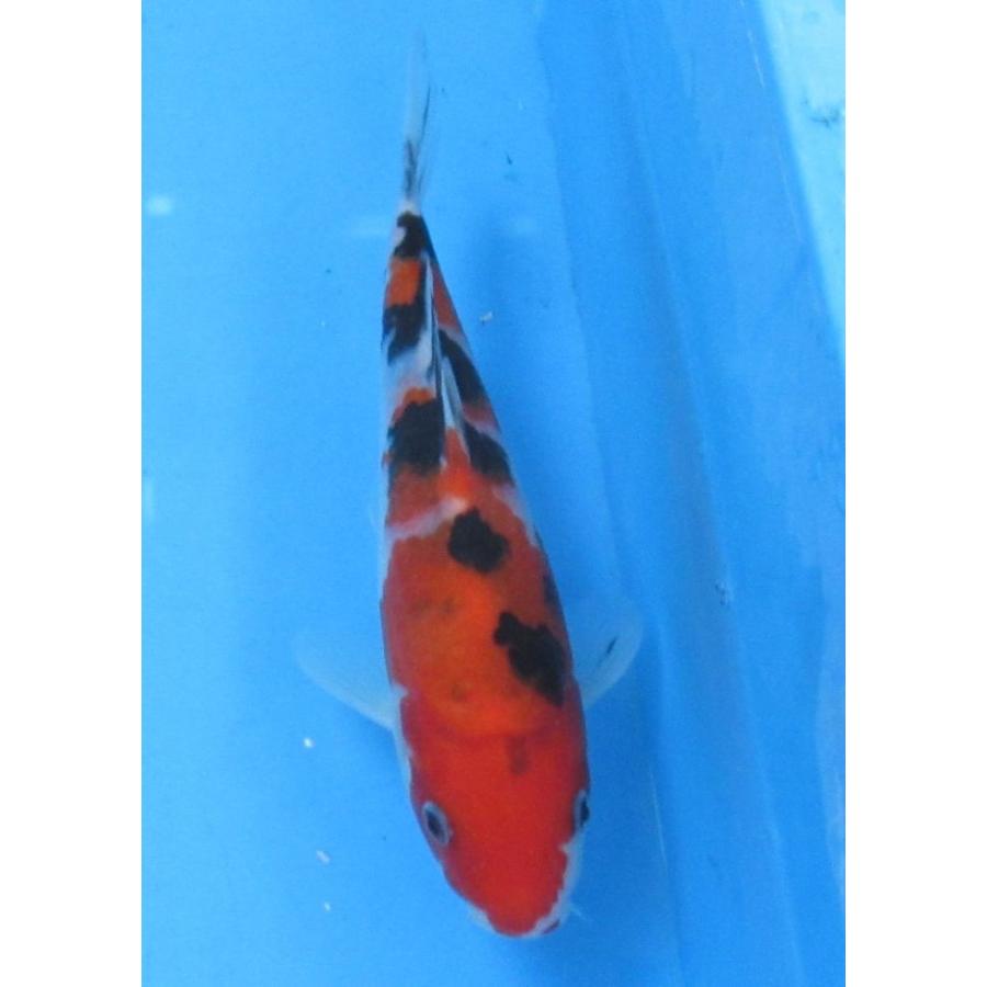 錦鯉 No474 仙助紅白 令和3年産 13cm 錦鯉 B A521 アキカン ヤフー店 通販 Yahoo ショッピング