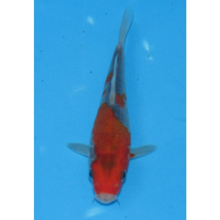 錦鯉 No483 白写り 令和7年産 14cm 錦鯉 : アキカン ヤフー店