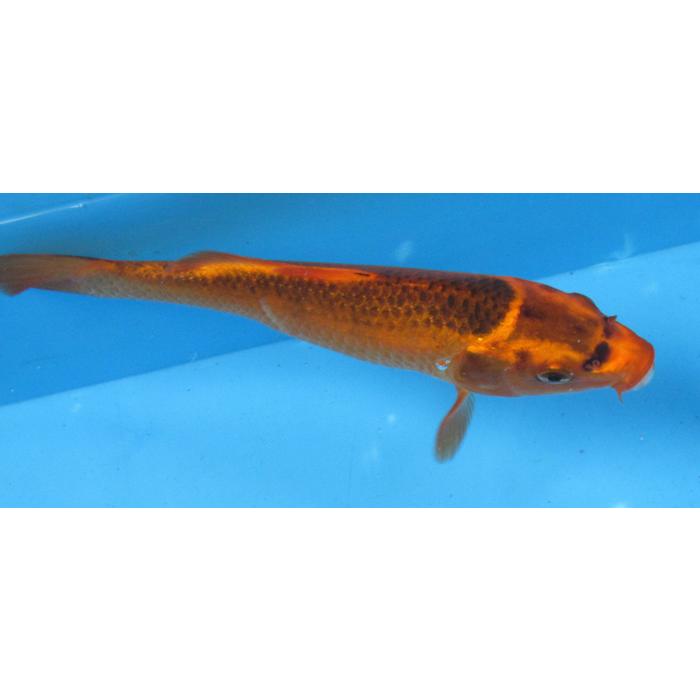 錦鯉 No483 赤松葉 令和6年産 19cm 錦鯉 : アキカン ヤフー店