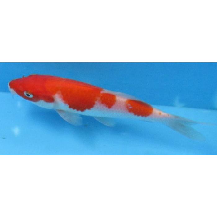 錦鯉 No483 紅白 令和7年産 14cm 錦鯉 : アキカン ヤフー店 - 通販