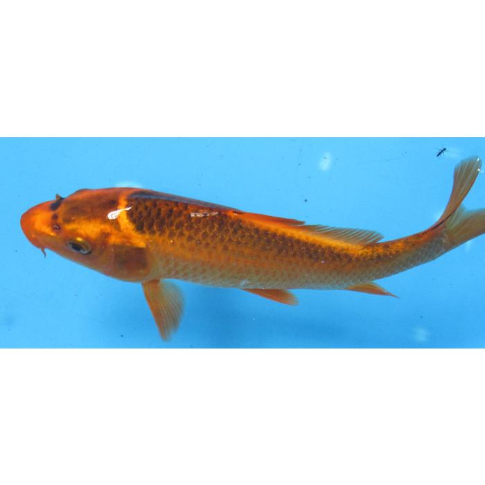 七宝焼 鯉 七宝 皿 鯉の絵 飾皿・径13.5 鯉45丸「安藤七宝店オンライン